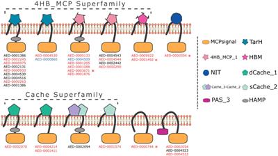 Pectobacterium brasiliense 1692 Chemotactic Responses and the Role of Methyl-Accepting Chemotactic Proteins in Ecological Fitness